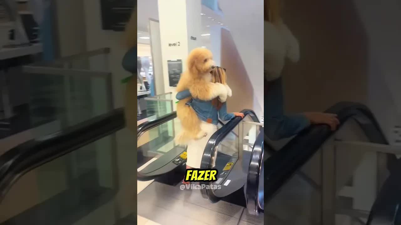 Cachorro com medo de escada rolante