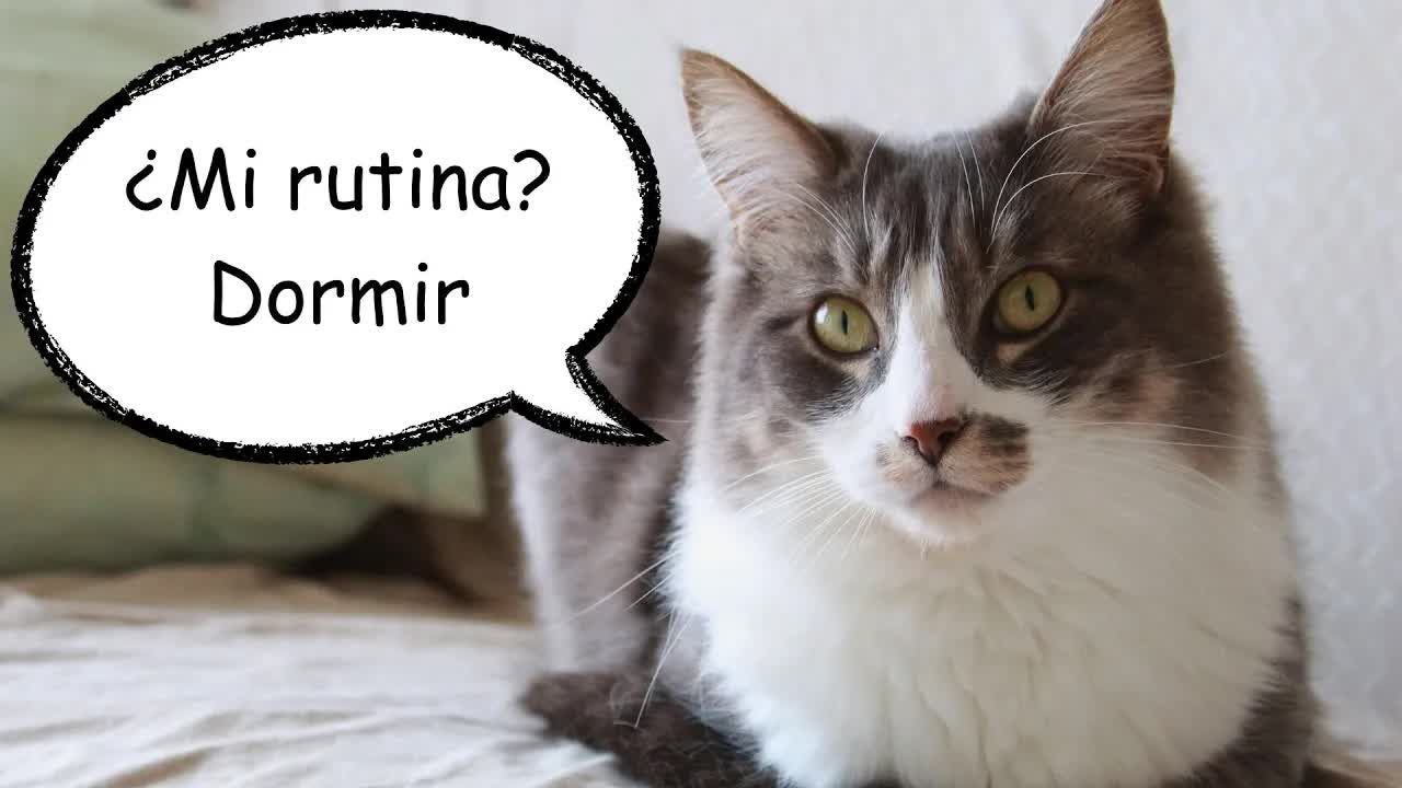 La rutina diaria de mi gato Max