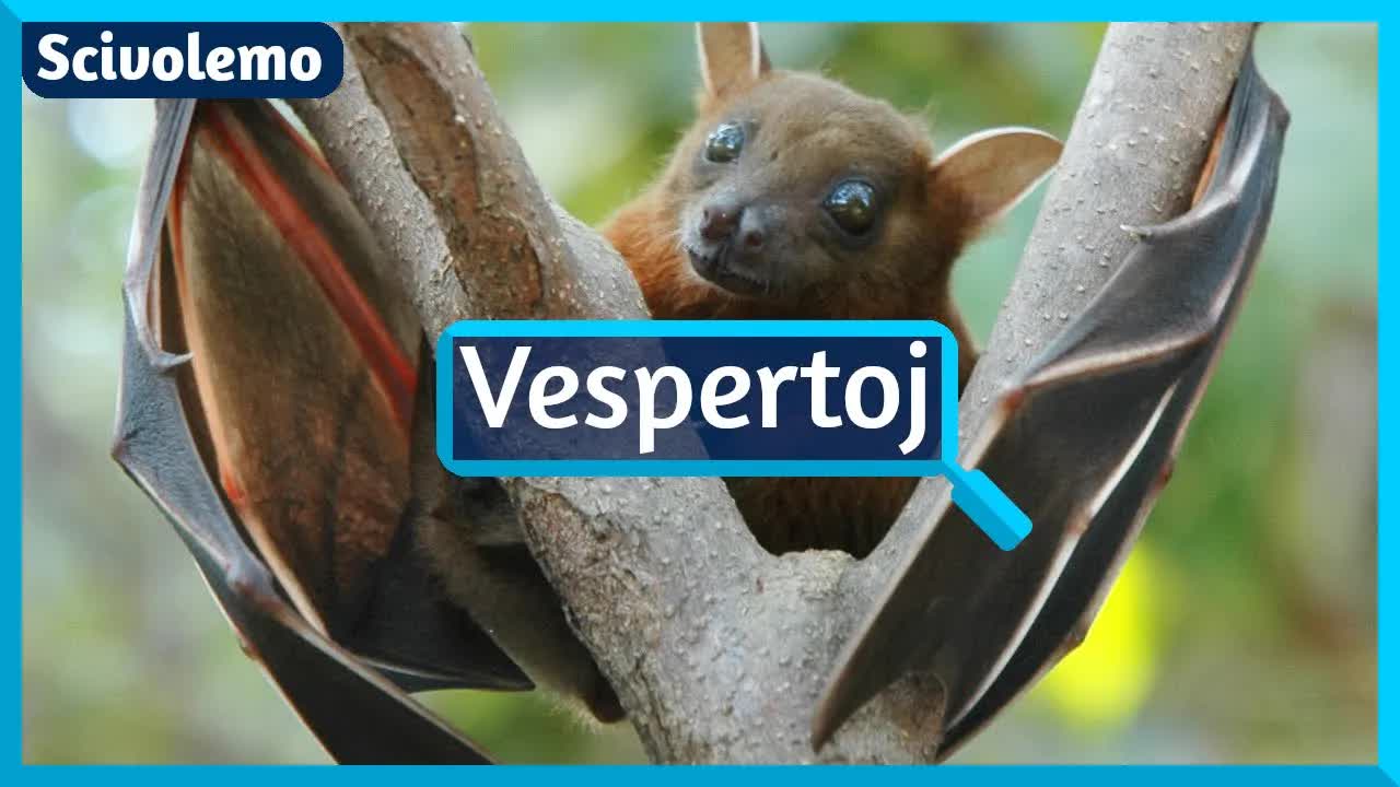 Flugantaj Akrobatoj: La Sekreto de Vespertoj