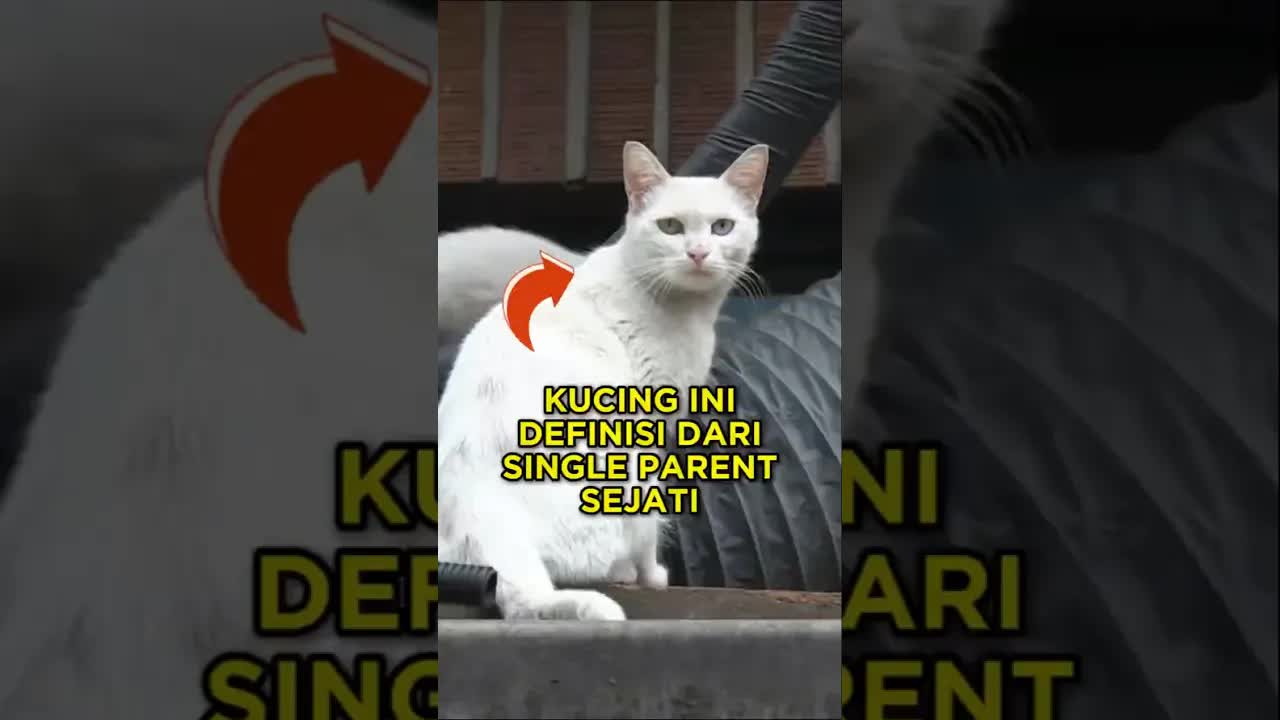 Induk kucing sembunyikan enam anaknya di atap kantor