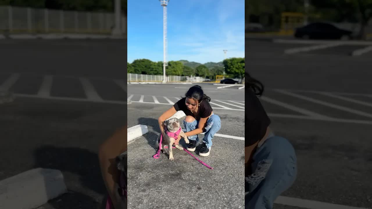Adoptando un perrito callejero por likes