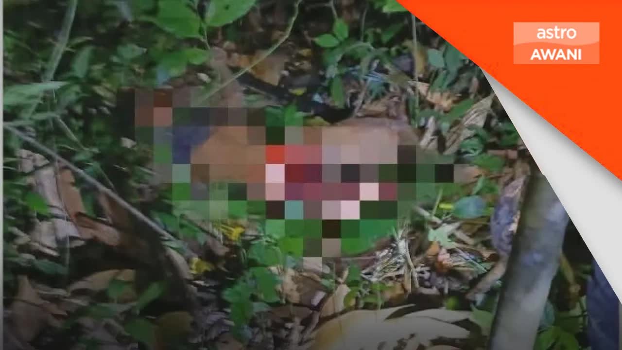 Rela Pasang Perangkap Harimau di Pos Perwor