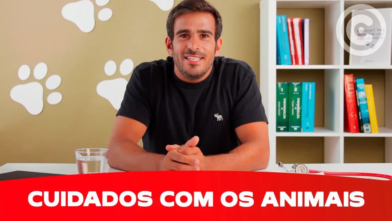Cuidados básicos com cães e gatos por idade