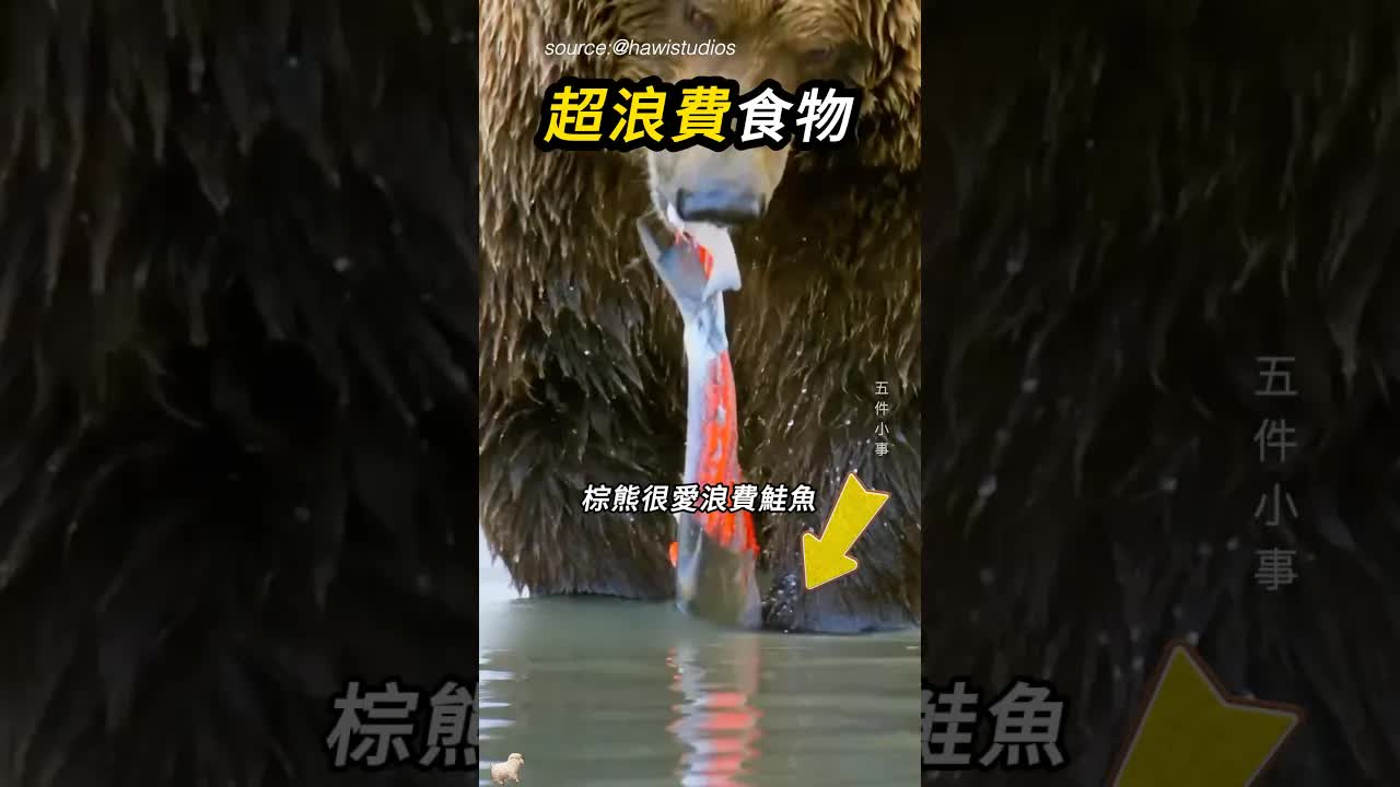 棕熊為何只吃魚的特定部位