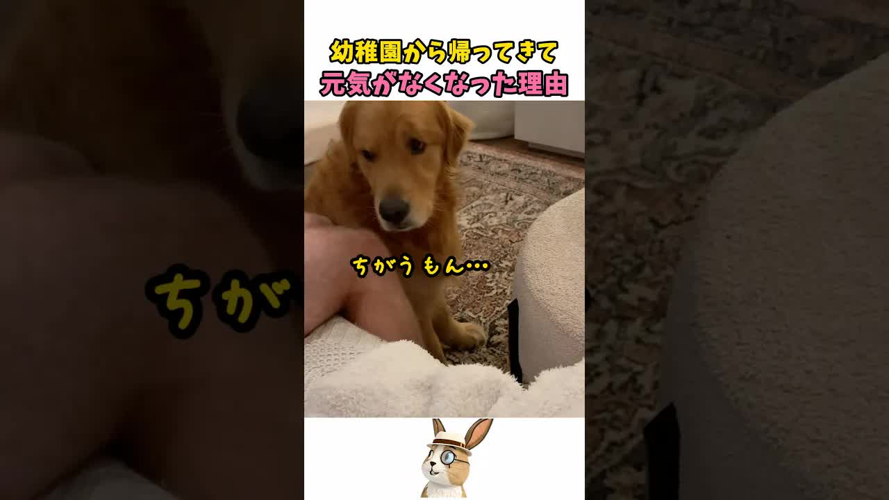 幼稚園帰りの犬が元気がない理由