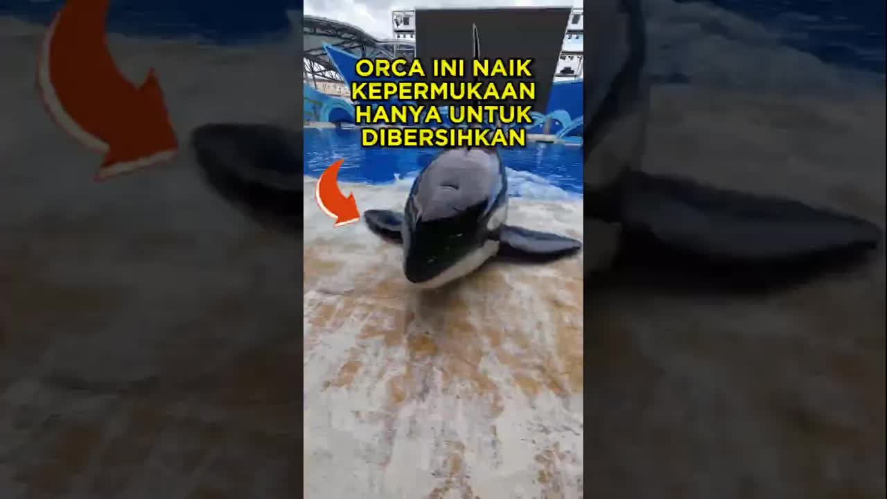 Orka manja dipijat dan diberi makan ikan