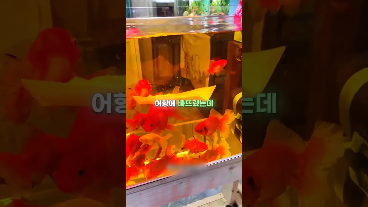 행주를 어항에 빠트린 남자