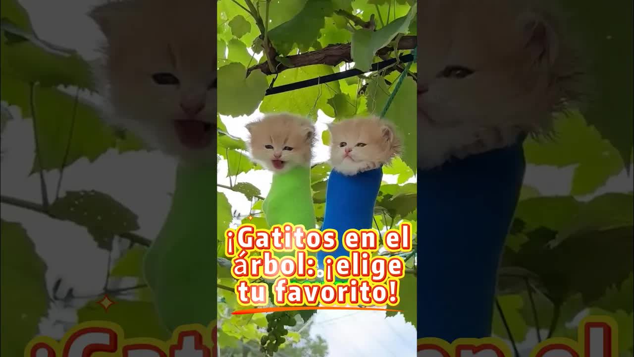 Elige a tu gatito favorito de la cosecha