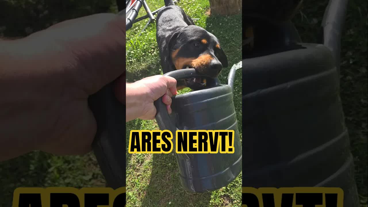 Ares klaut die Gießkanne beim Blumengießen
