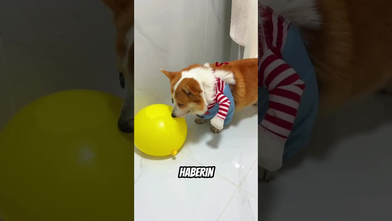 Köpekle balon patlatma ve mama pazarlığı