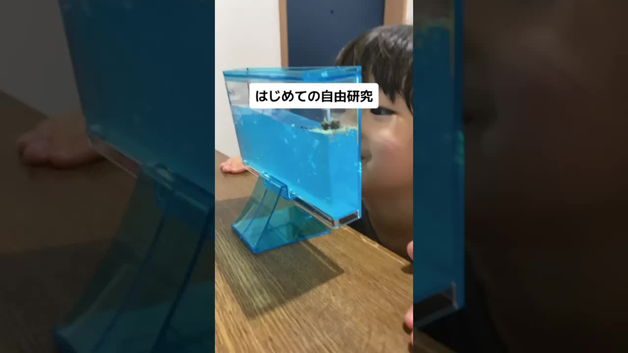初めての自由研究でアリを捕まえた話