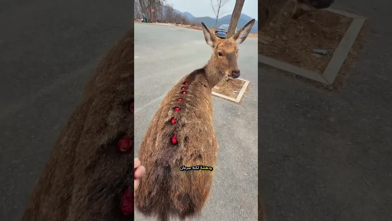 غزال هادئ يتحمل التمر على ظهره