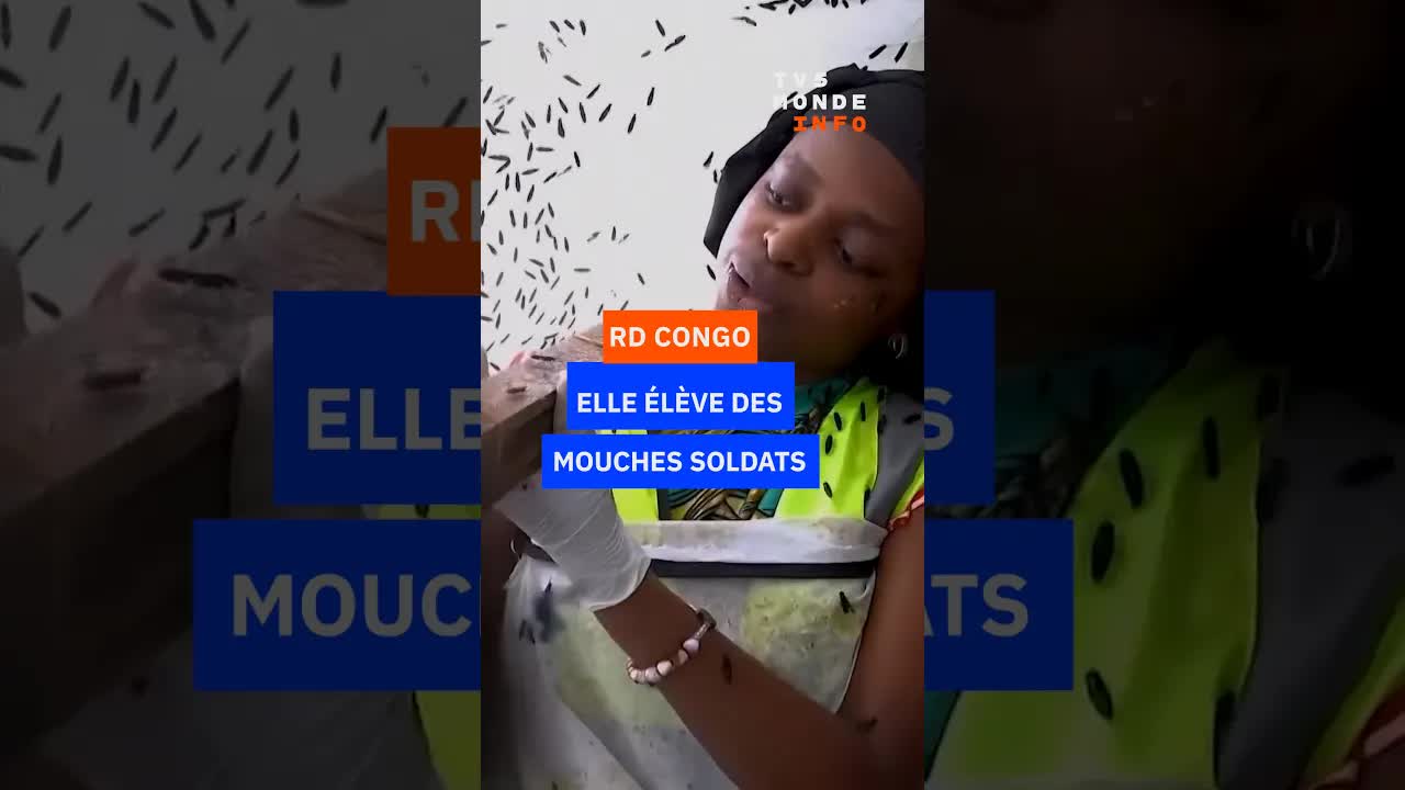 Élever des mouches soldat noires pour l’agriculture