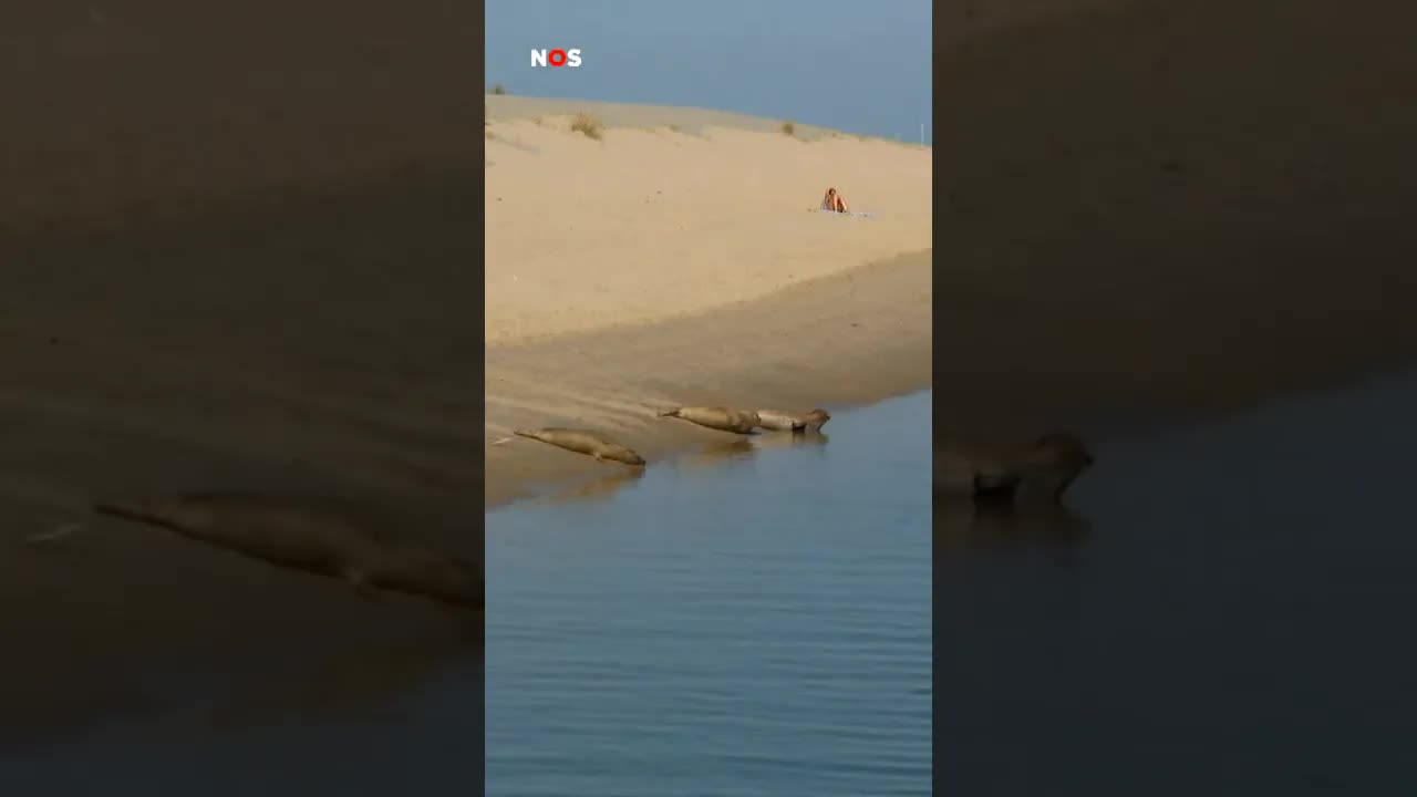 Zeehonden op het strand van Katwijk