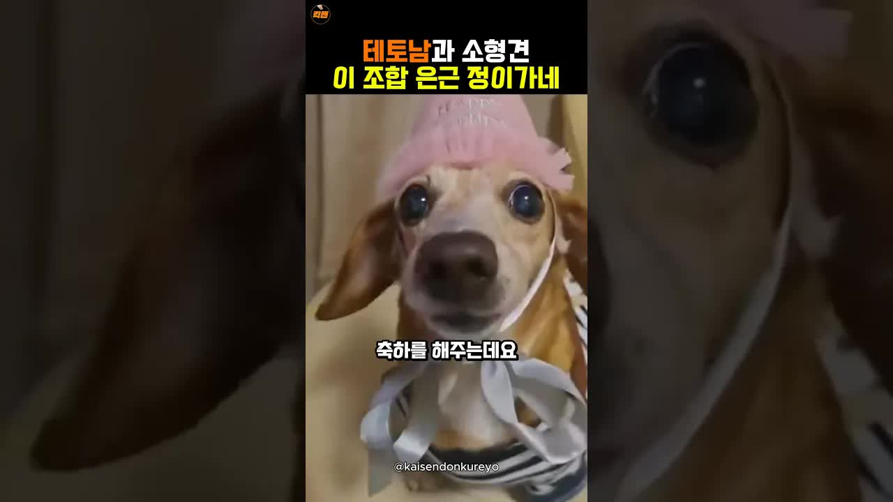 카리스마 남자의 반려견 생일 축하