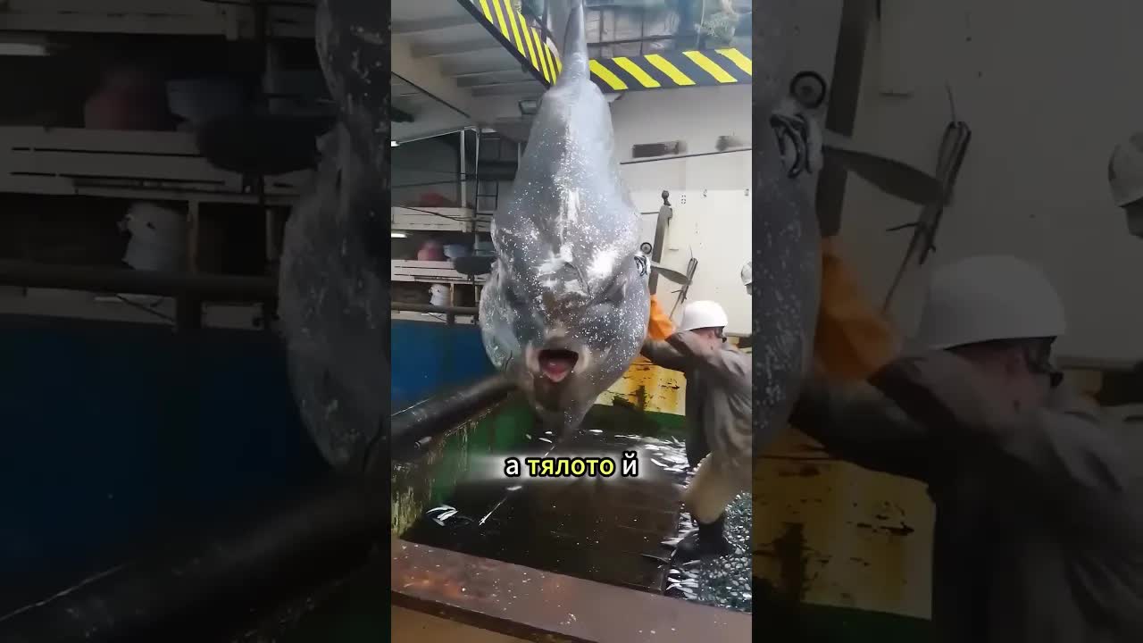 Защо рибата луна не бяга от нападения?