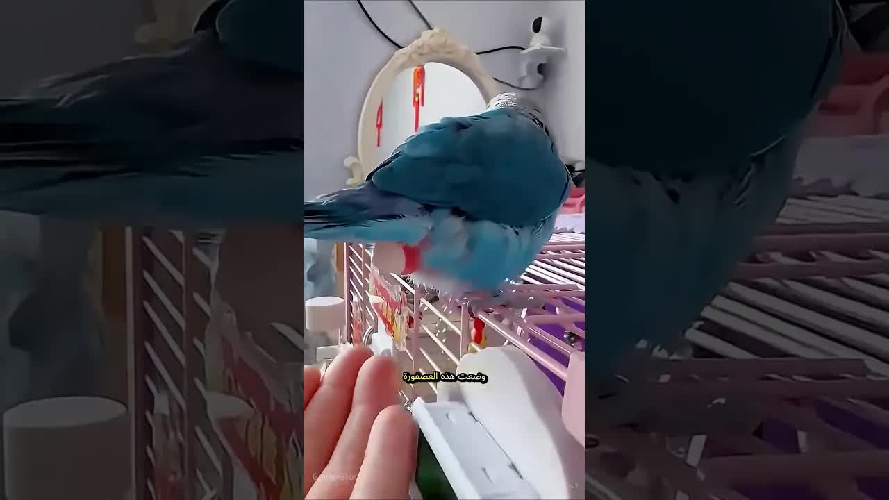 إنقاذ عصفورة صغيرة ورعايتها حتى تكبر