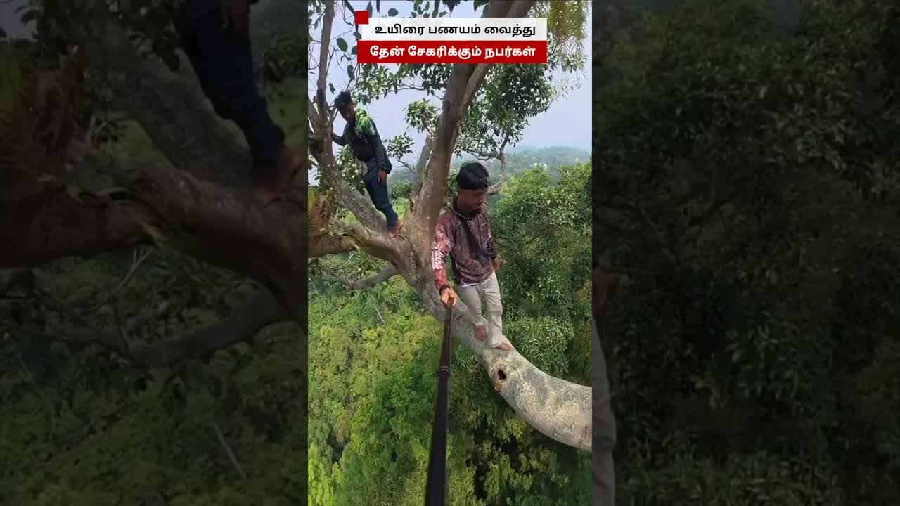 உயிரை பணயம் வைத்து தேன் சேகரிக்கும் வேட்டையாடிகள்