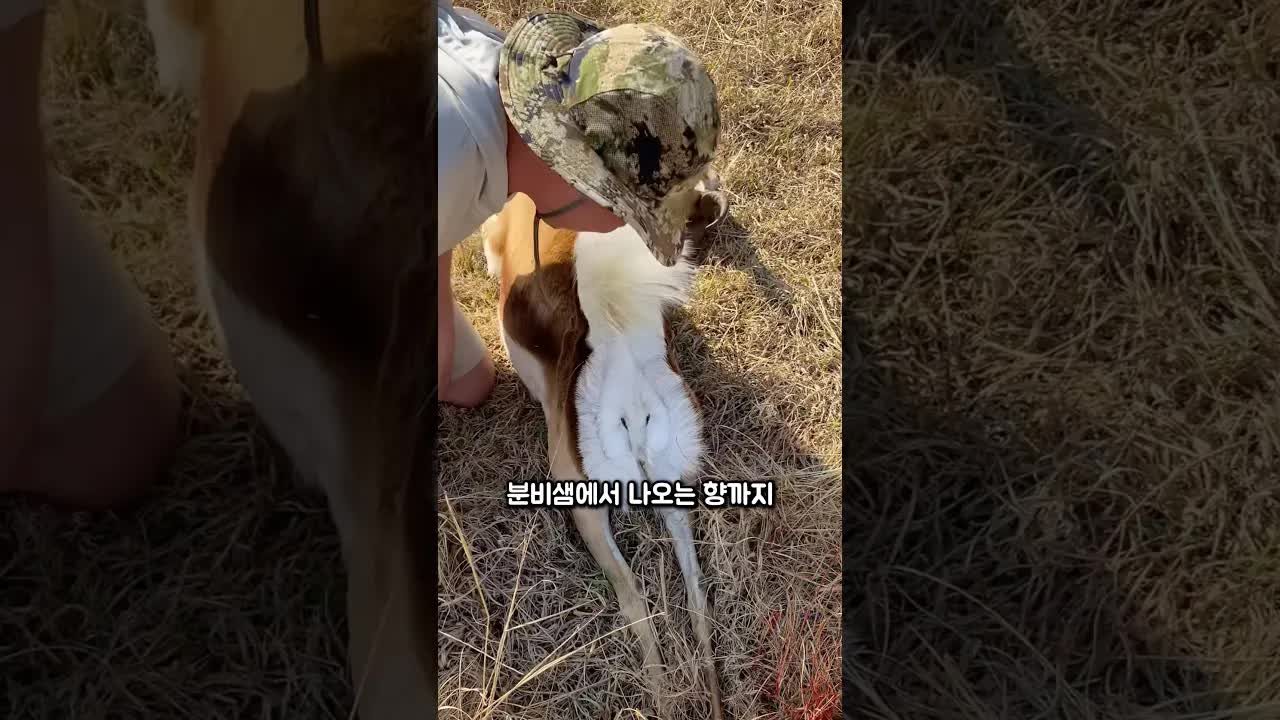 위기를 알리는 스프링복의 필살기