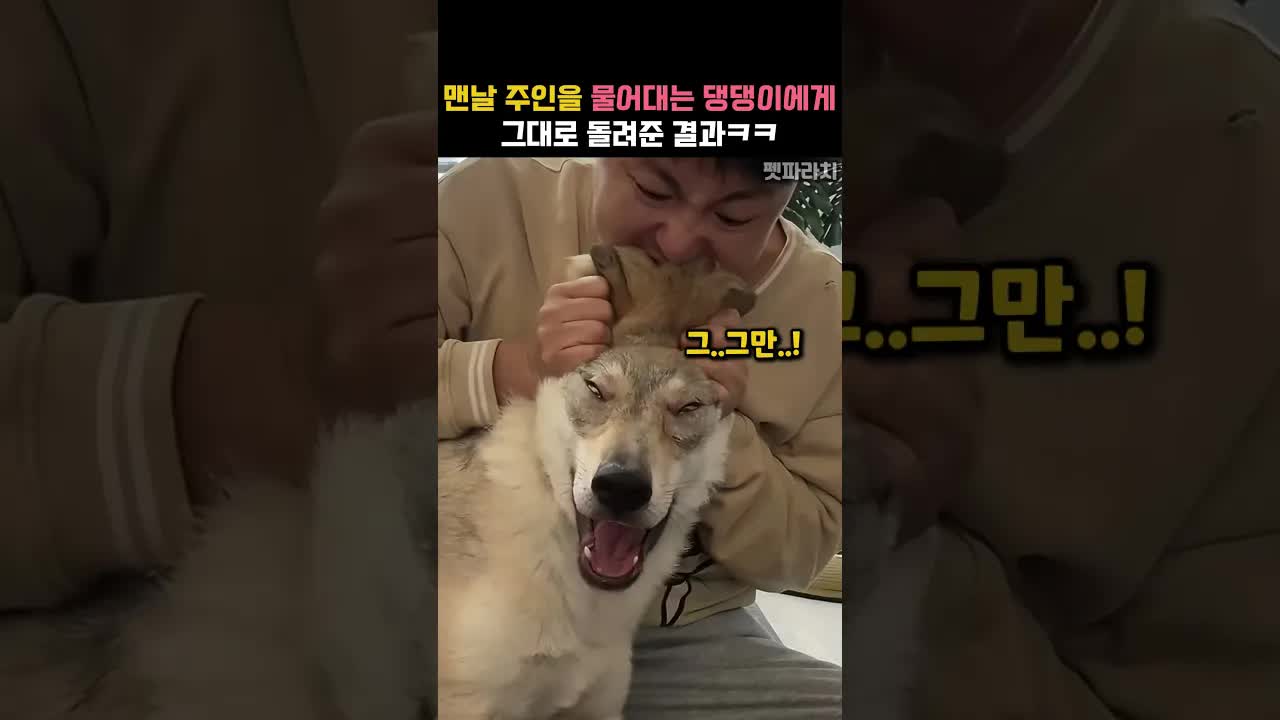 강아지와 주인의 서열 싸움