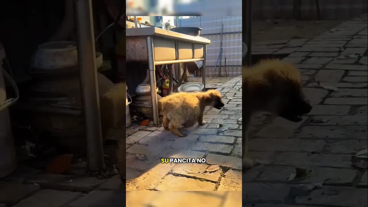 Un cachorrito con pancita inflada necesita ayuda