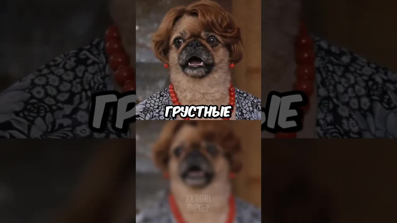 Могут ли собаки плакать? Коротко и просто
