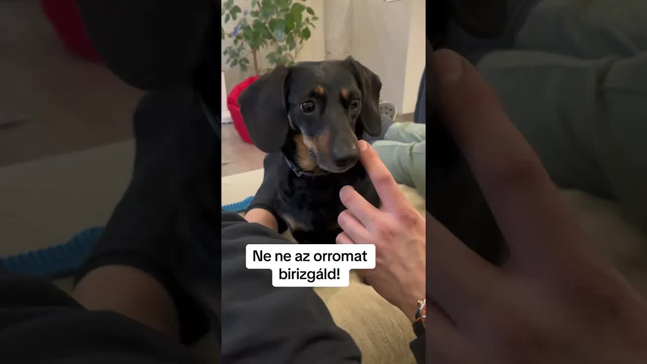 Müzli kutya: Pacsiért könyörög Jutinak