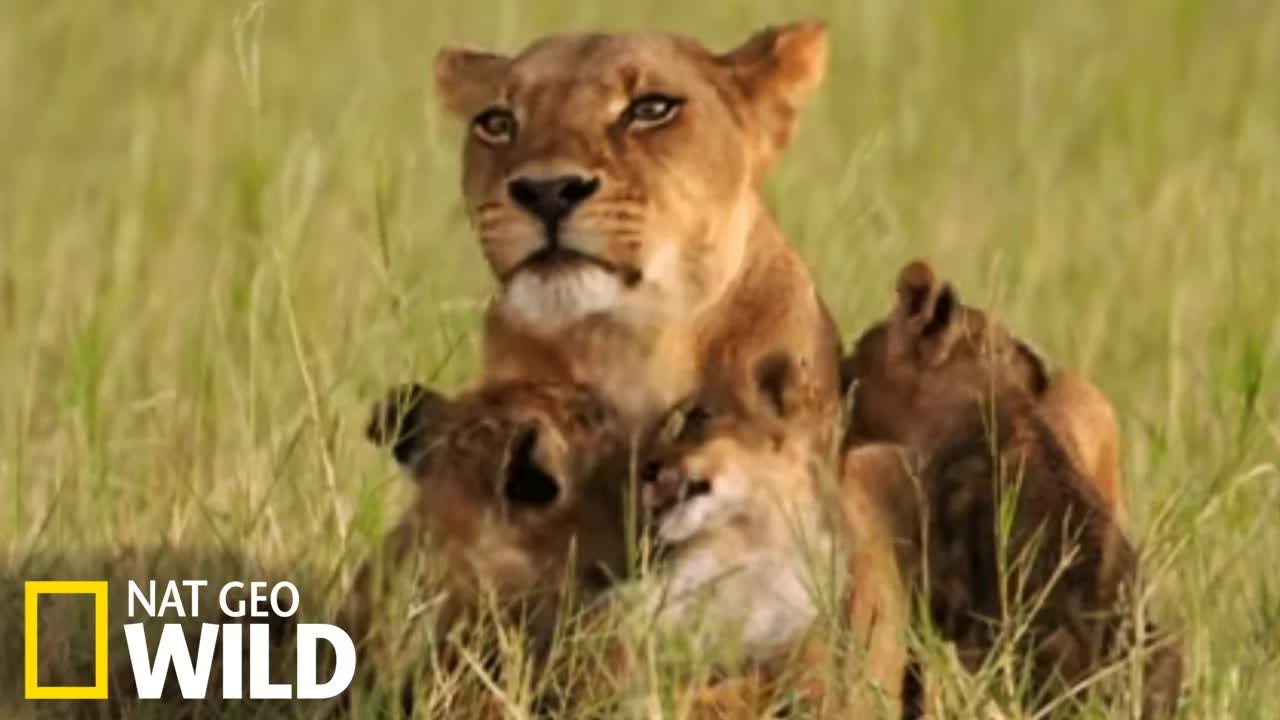 Les lionceaux et leur mère au bord du lac