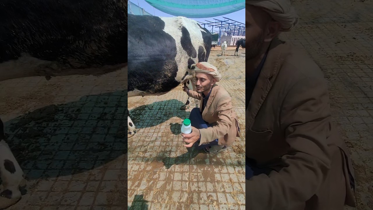 جولة في مزرعة الأحضان للألبان والثروة الحيوانية