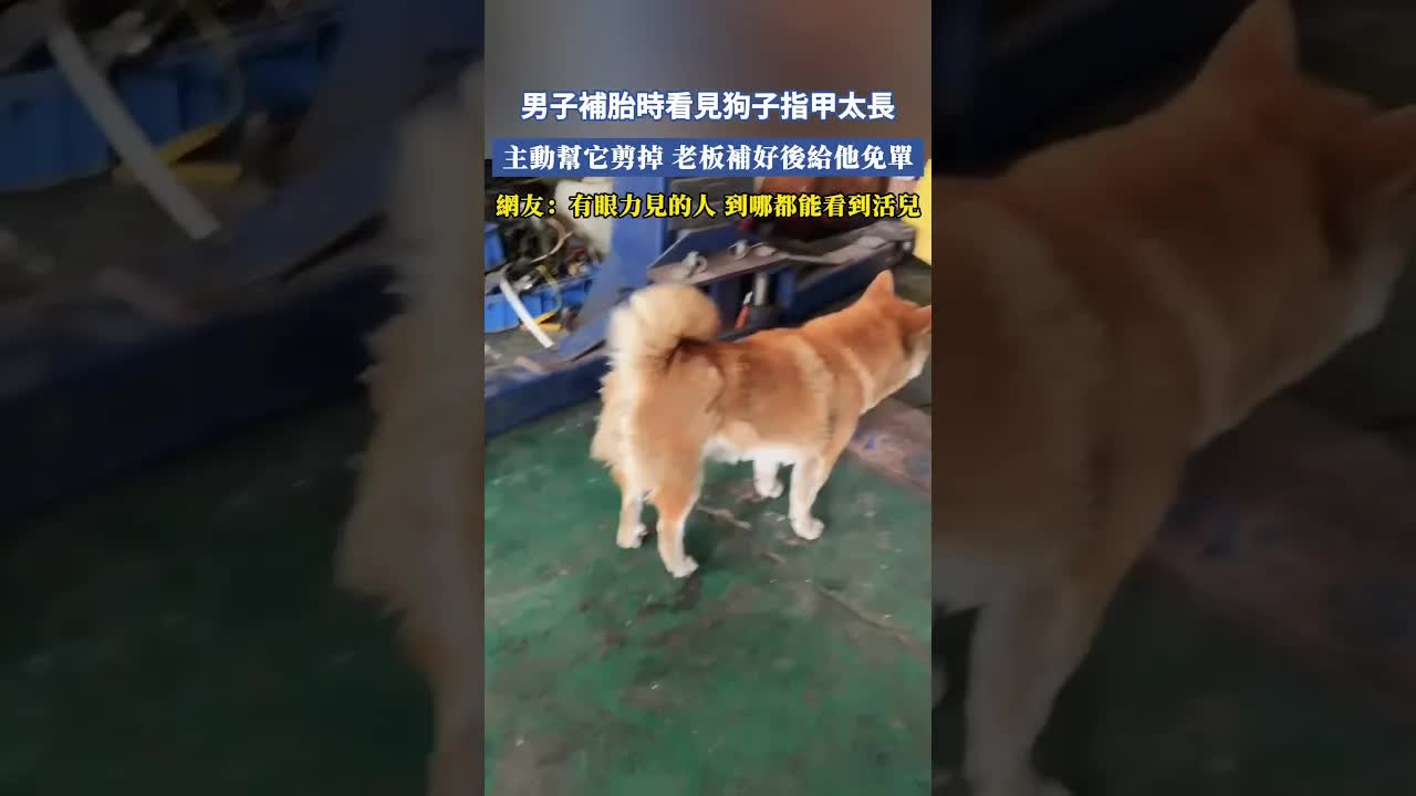 補胎順便幫狗剪指甲 老闆感動免單