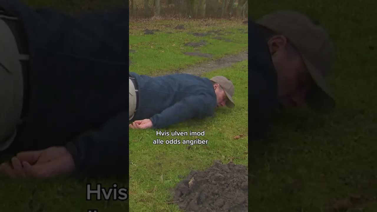 Fem råd til hvad du gør ved ulv
