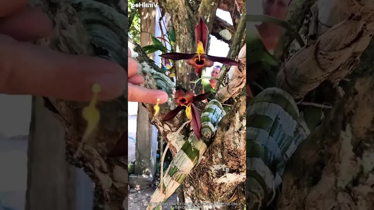 Cómo una flor engaña a las abejas