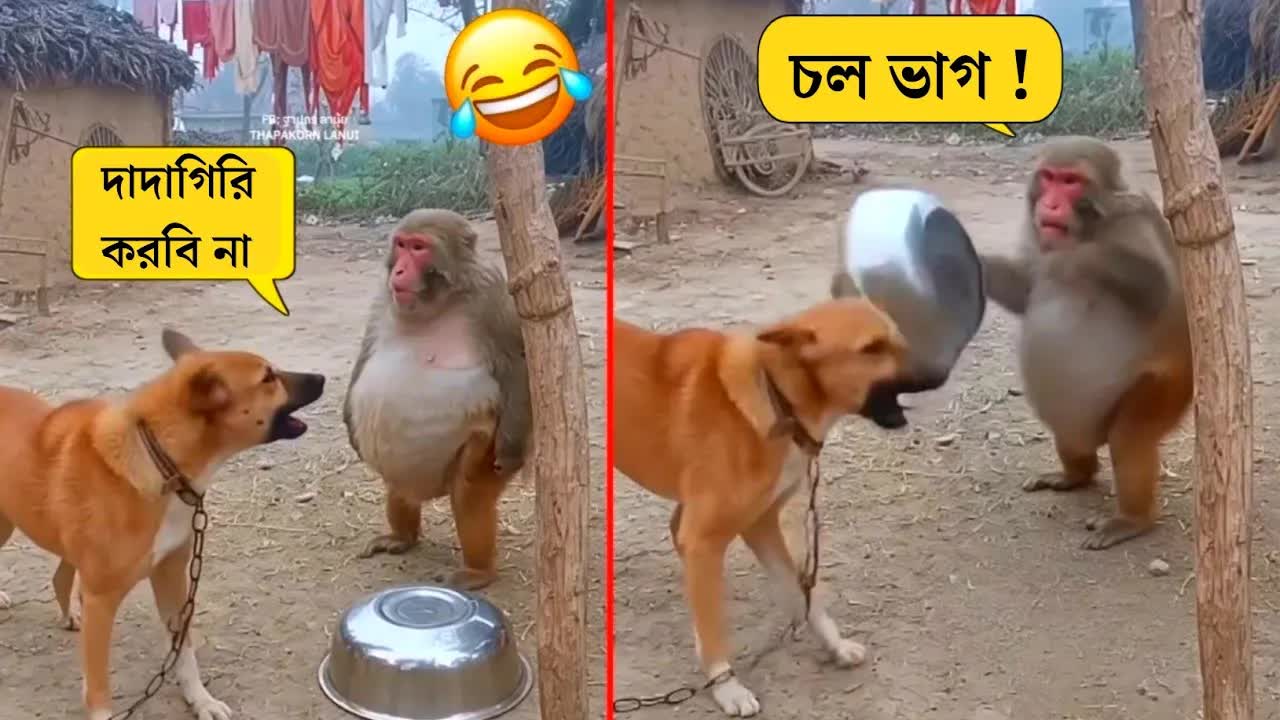 পশুদের মজার কর্মকান্ড দেখুন