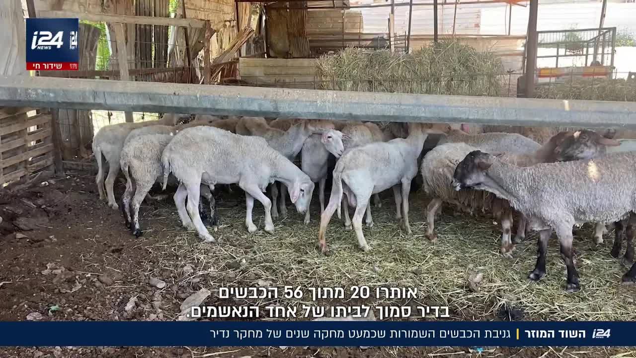 גניבת כבשים ממכון וולקני והמרדף אחר הגנבים