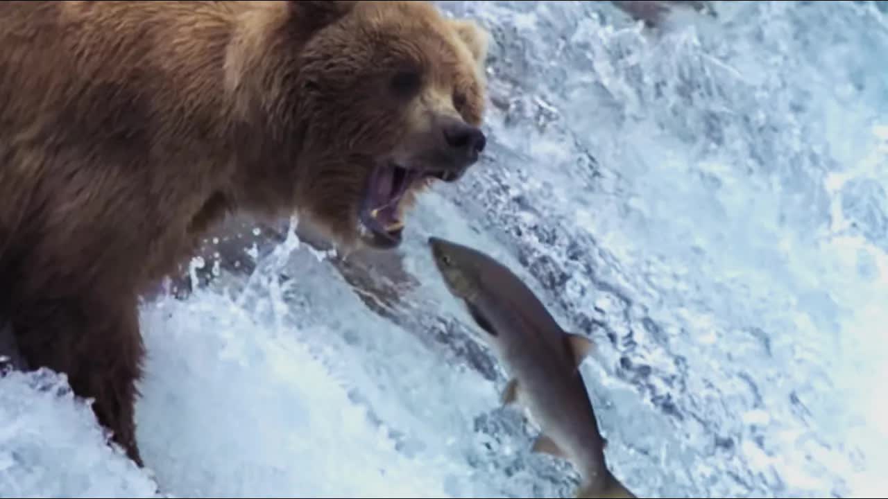 Grizzly bears hunting salmon at the waterfall