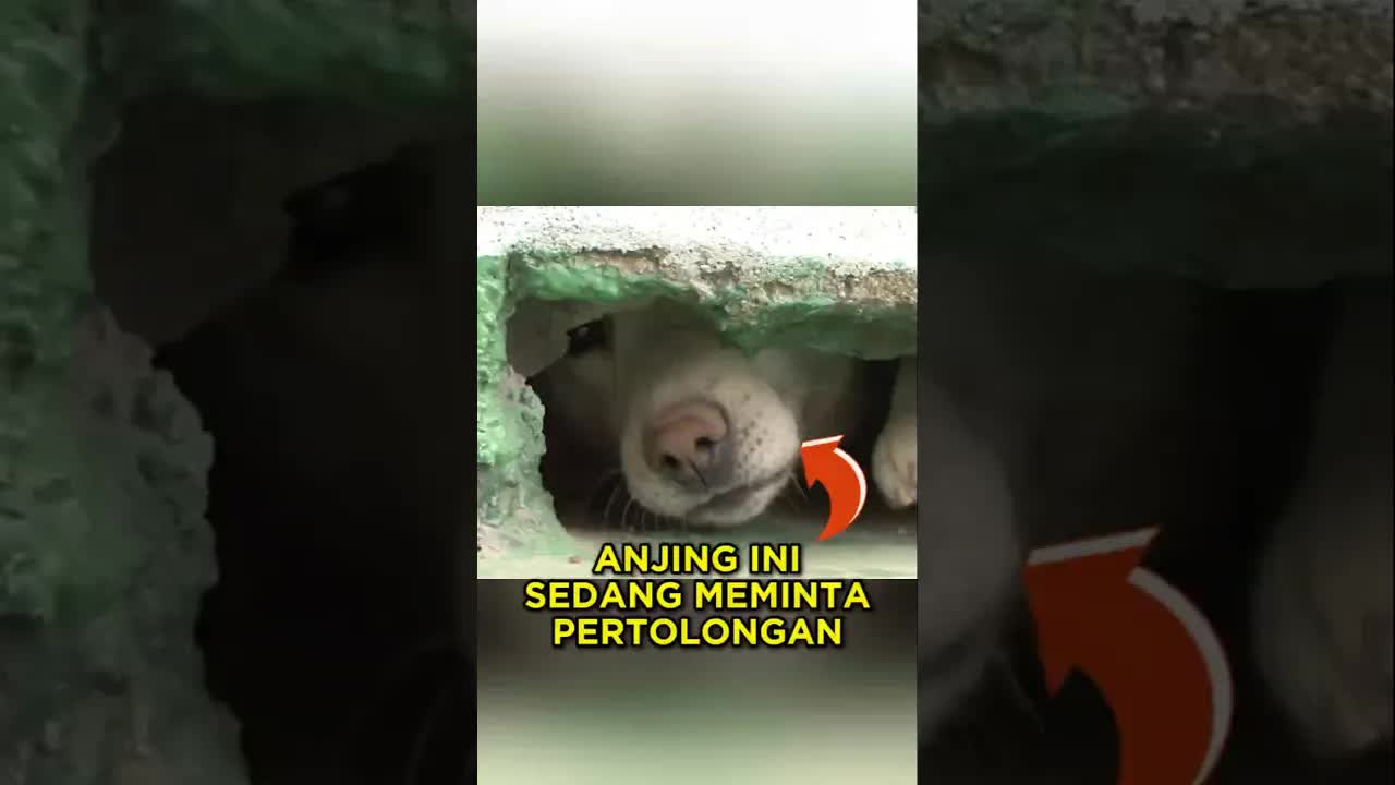 Induk anjing bersembunyi di atap lindungi anaknya