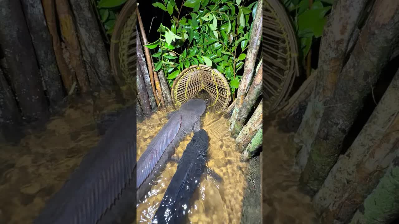 Berburu Ikan Lele Monster dengan Bubbu di Sungai