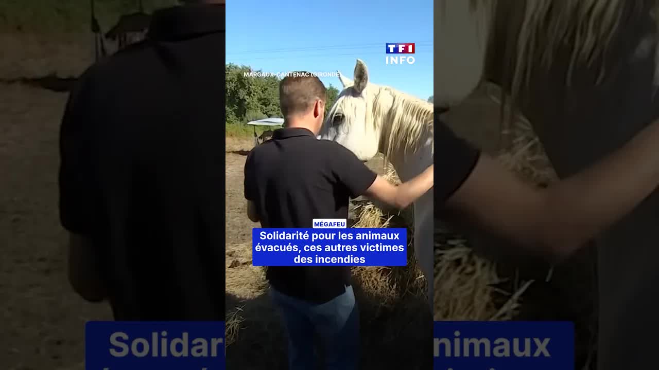 Solidarité pour les animaux évacués des incendies