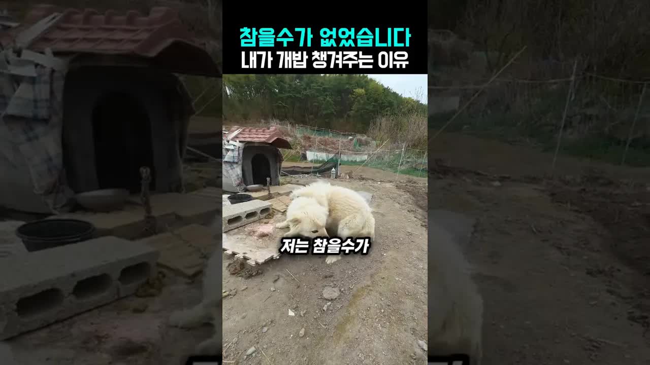시골 개들에게 밥을 주는 우체부의 이야기