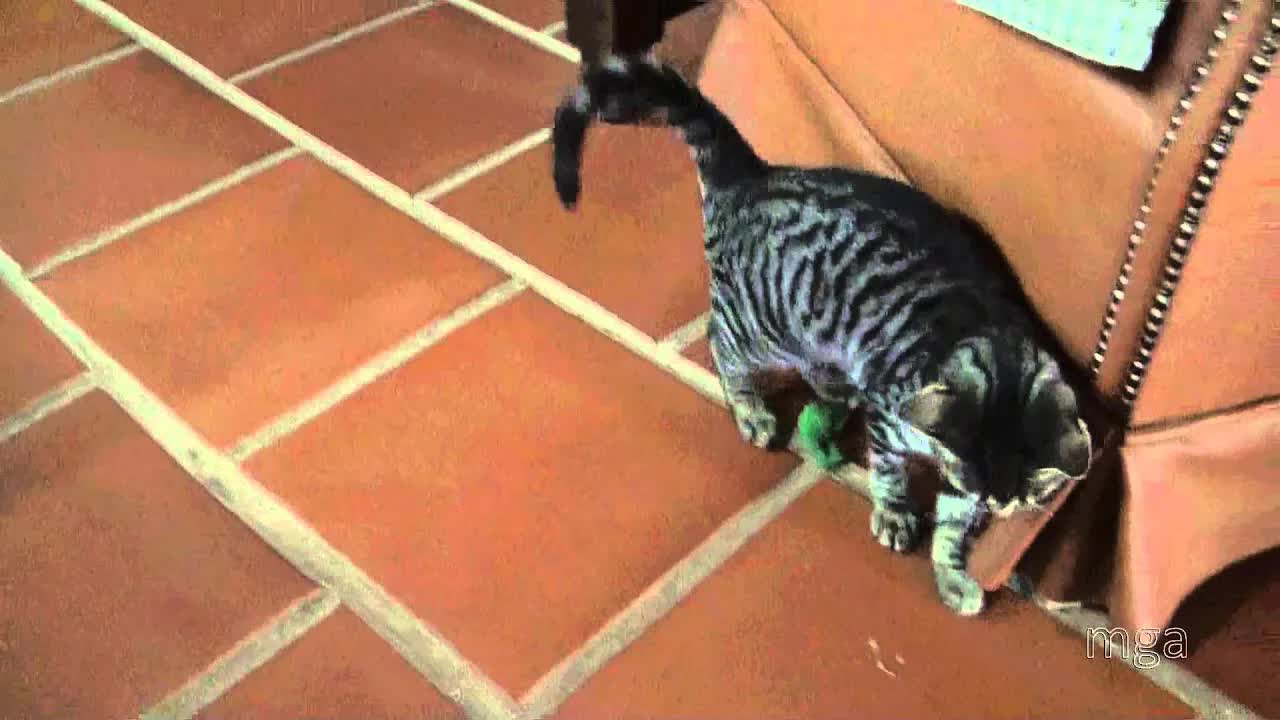 Paroli kun la vivo: Originala Esperanta Kanto