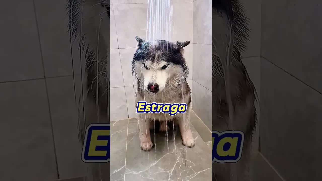 Banho forçado de gato vira comédia