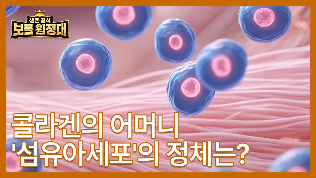콜라겐의 어머니, 섬유아세포의 정체