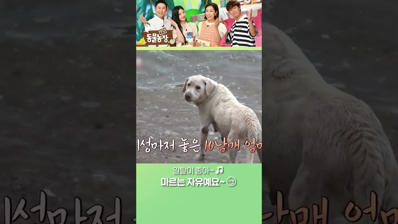 바다를 향해 달려가는 강아지의 하루