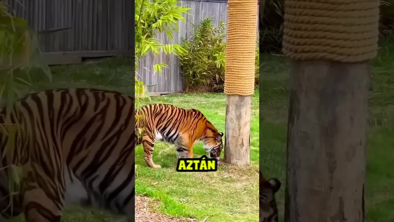 Miért nem mászunk fára tigris elől?