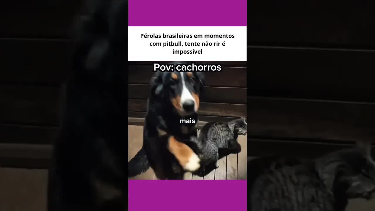Momentos fofos com pitbull e gato