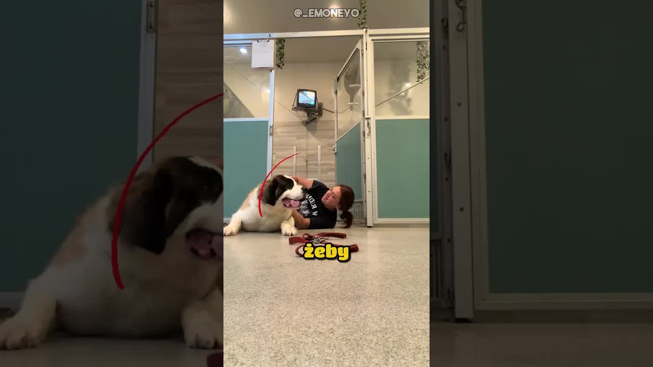 Pies znał jujitsu i zamknął pracownicę