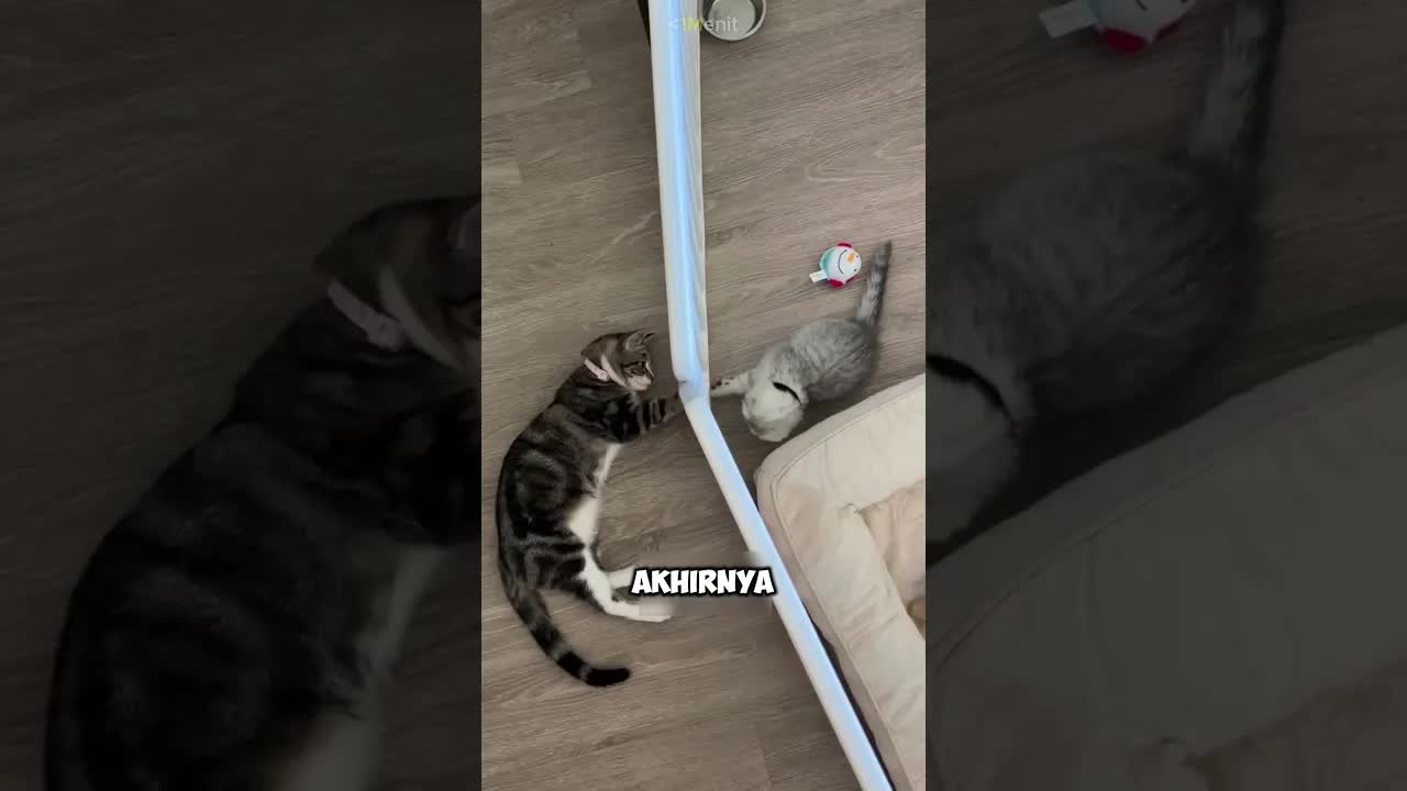 Perkembangan Hubungan Kucing Tua dan Anak Kucing Baru