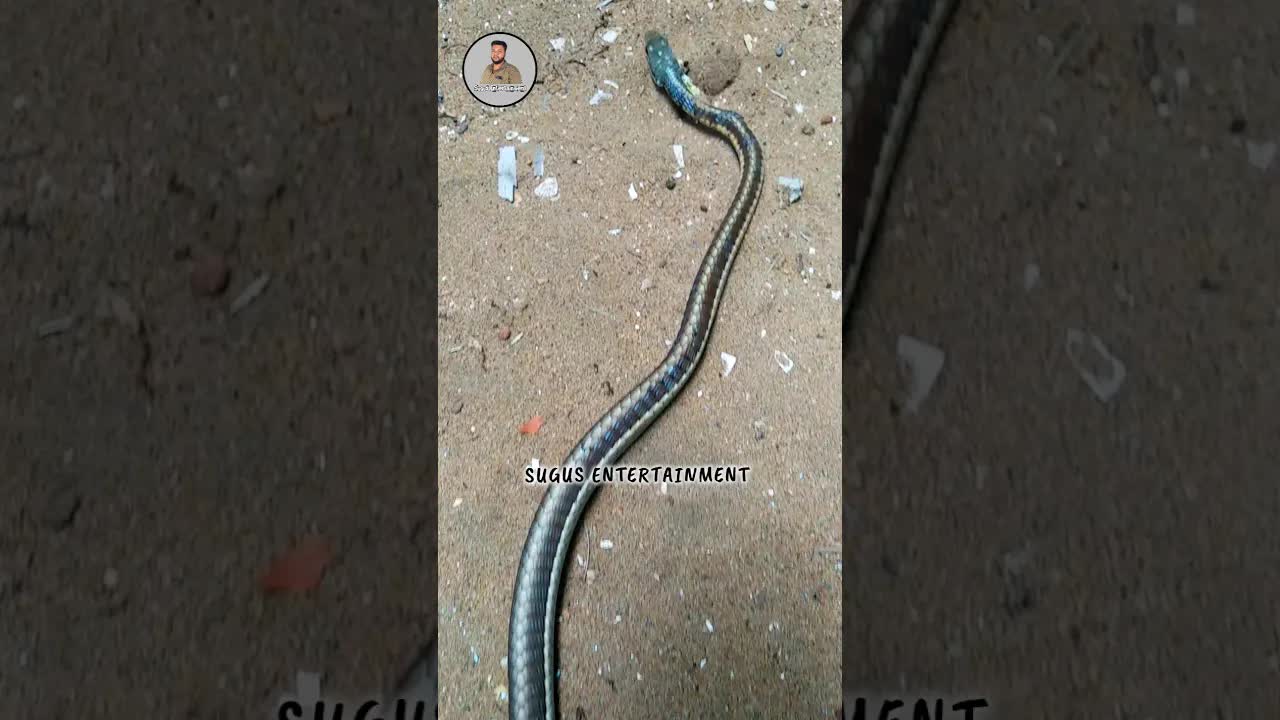 கொம்பேறி முக்கன் பாம்பு குறித்த கட்டுக்கதை