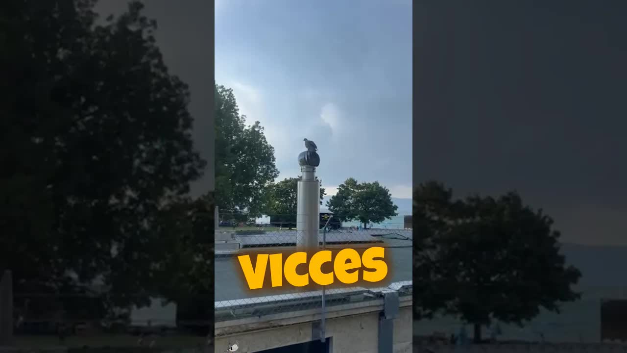 A galambok miért építenek ilyen bénán fészket?