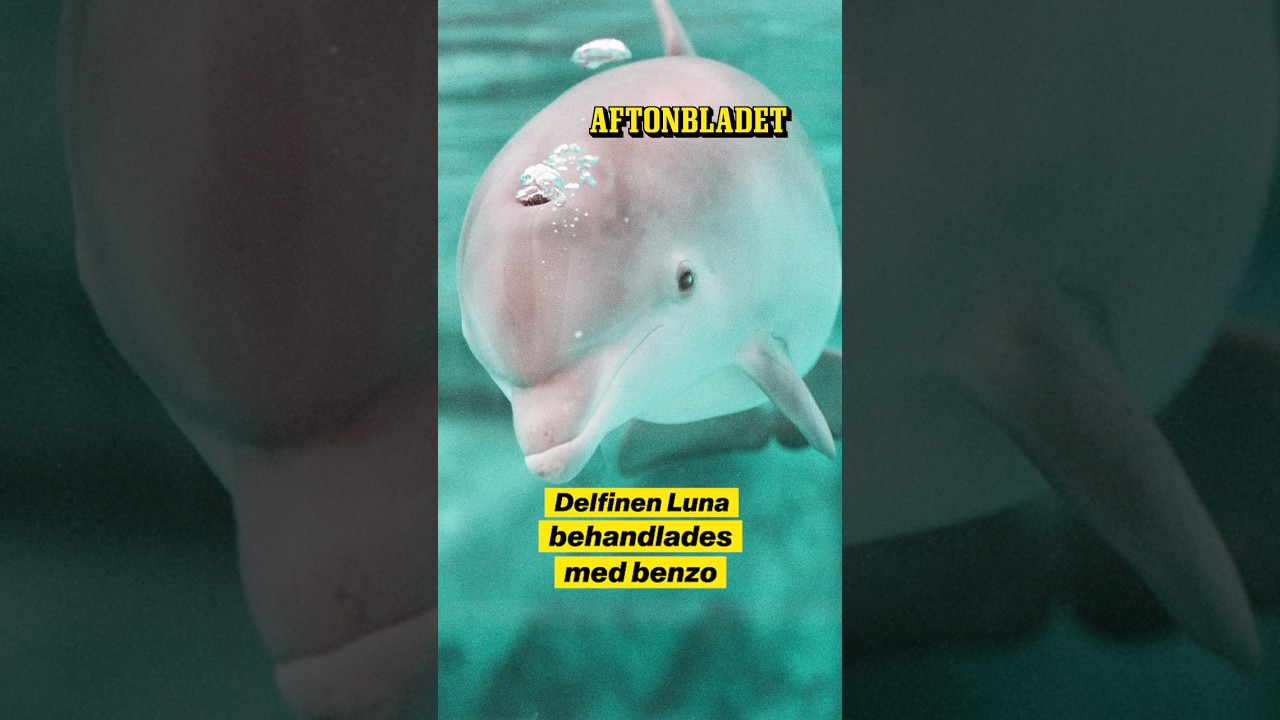 Delfinen Luna behandlad med benzo innan avlivning